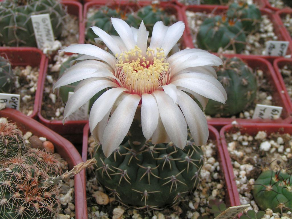 GYMNOCALYCIUM calochlorum